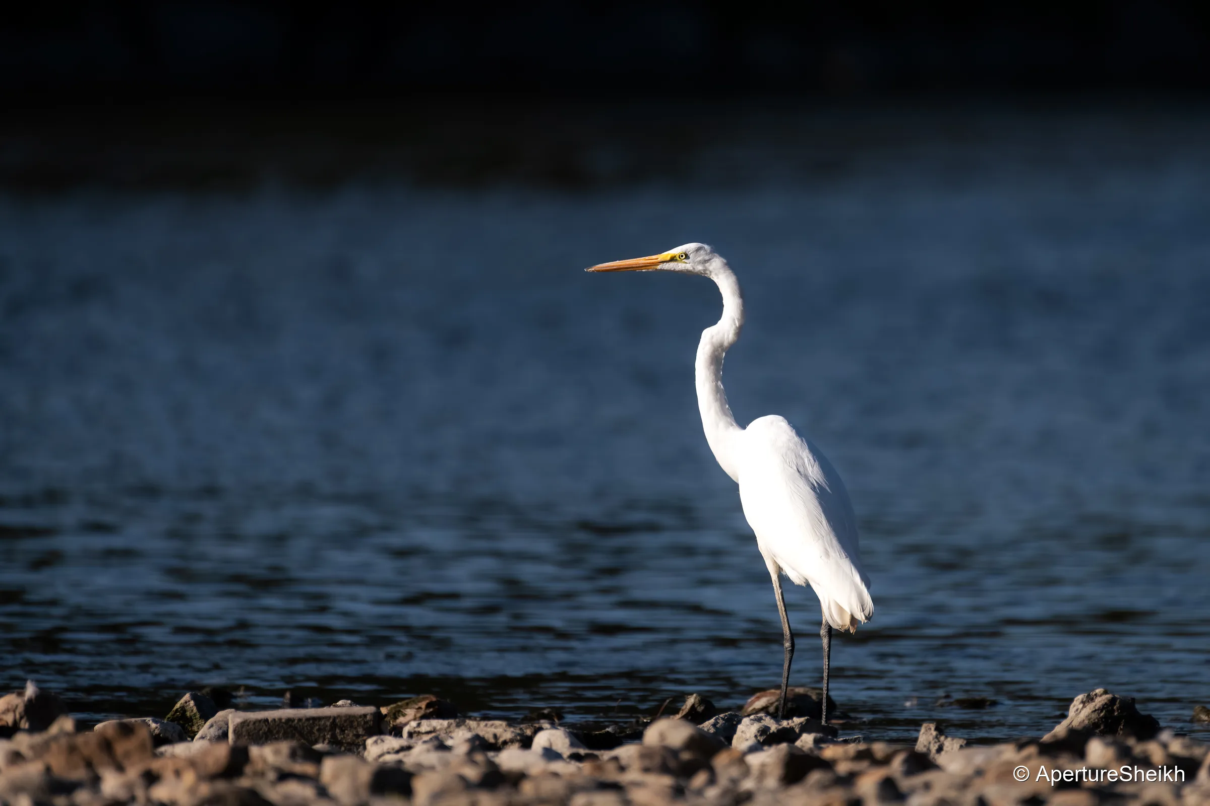 Egret at Rest
